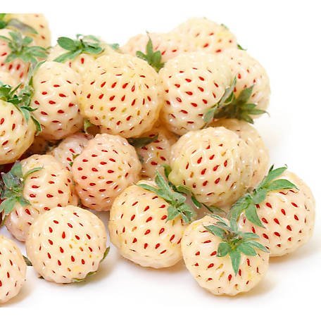 Fragaria Pineberry jarðarberjaplanta