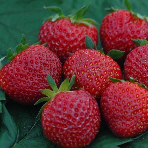 Fragaria Polka jarðarberjaplanta