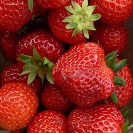 Fragaria Rumba jarðarberjaplanta