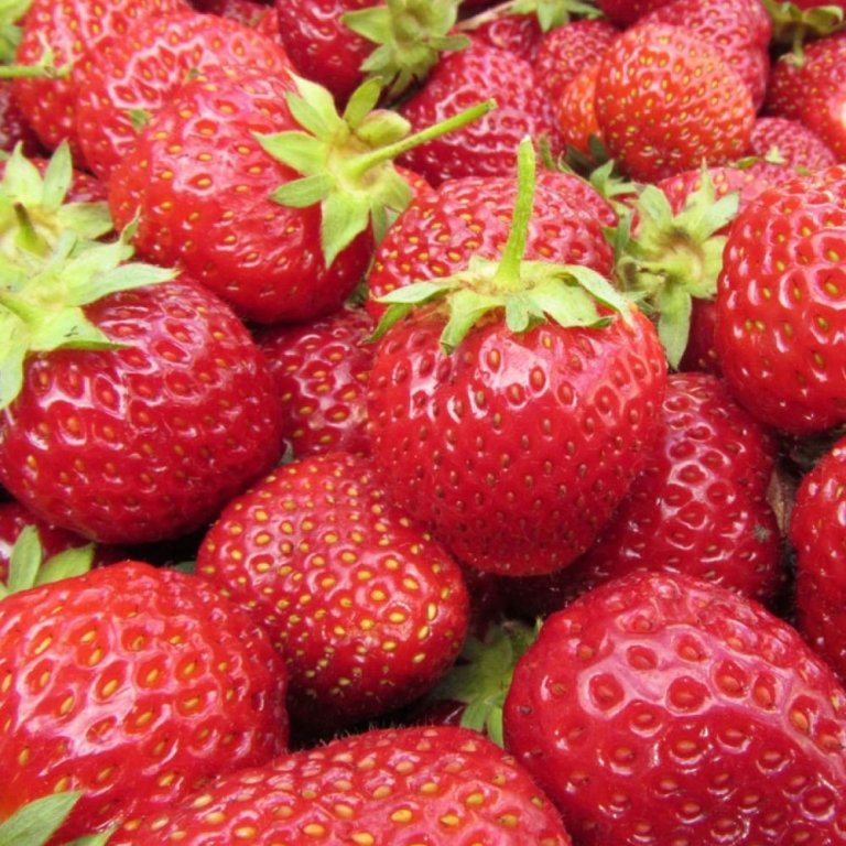 Fragaria Sonata jarðarberjaplanta