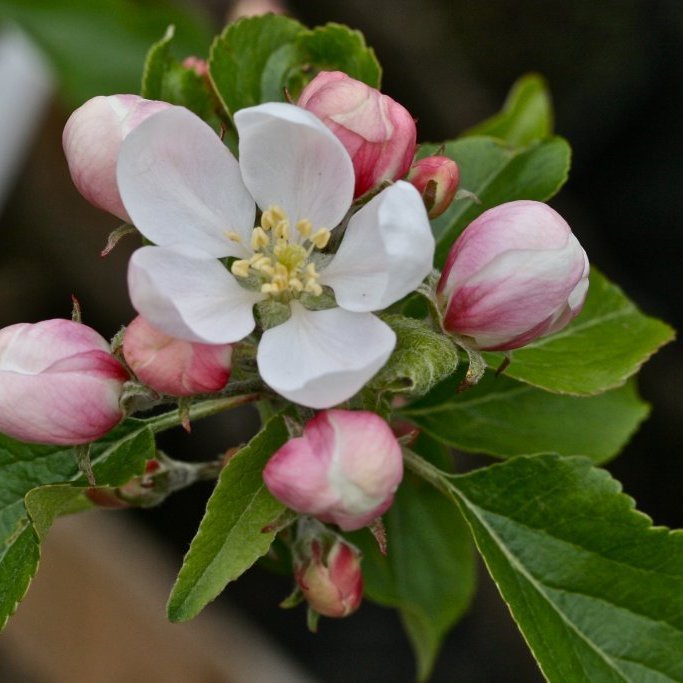 Transparent Blanche eplatré