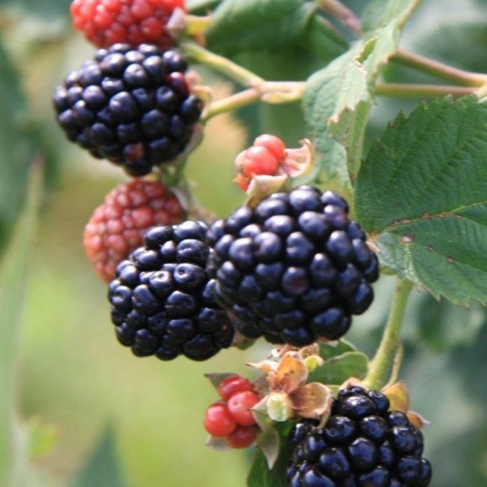 Rubus´Triple Crown´brómber