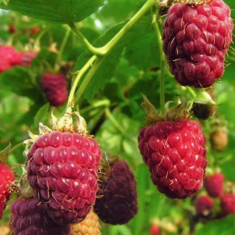 Rubus idaeus ´Ottawa´