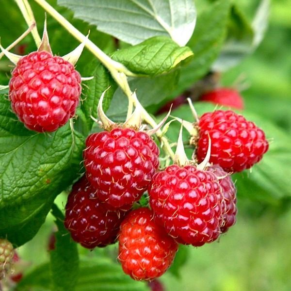 Rubus ´Malling Promise´