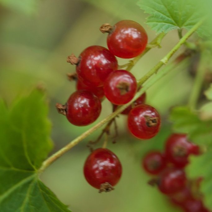 Ribes rubrum ´New Red Dutch´