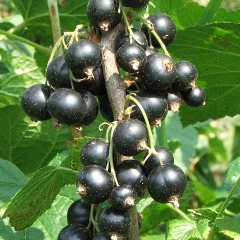 Ribes Nigrum ´Big Ben´