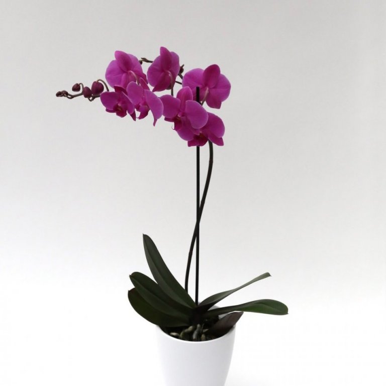 Orkidea 1 stöngull