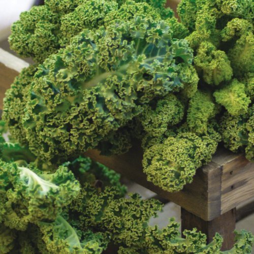 Grænkál - Dwarf Green Curled