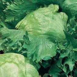 Iceberg Lettuce