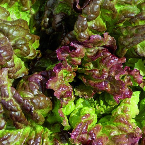 Blaðsalat - Amerikanischer brauner