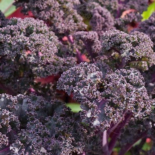 Grænkál - Curly scarlet