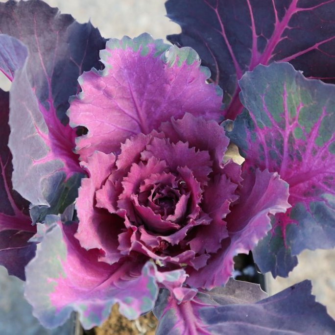 Skrautkál - dökkrautt