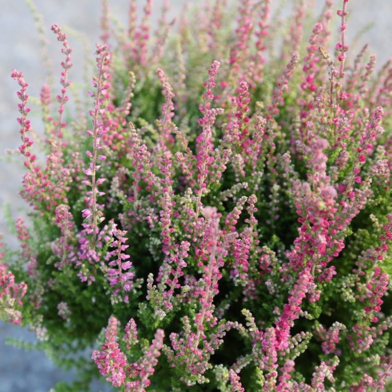 Calluna - ljósbleik