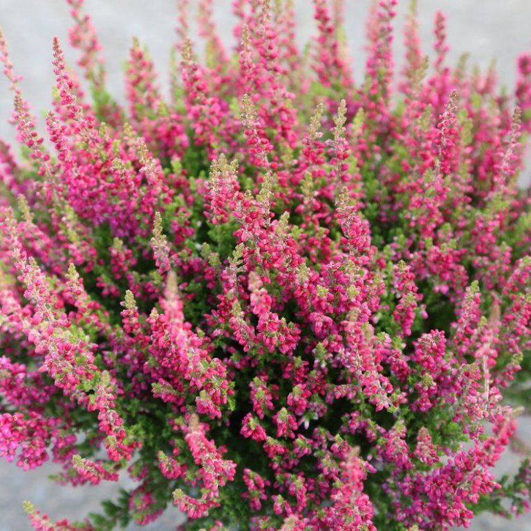 Calluna - dökkbleik