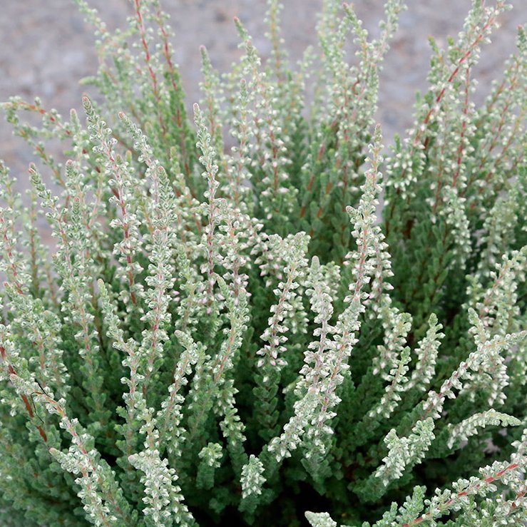 Calluna græn - Fluffy