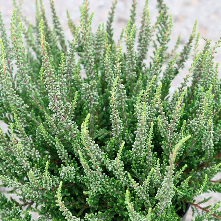 Calluna Ziva - græn