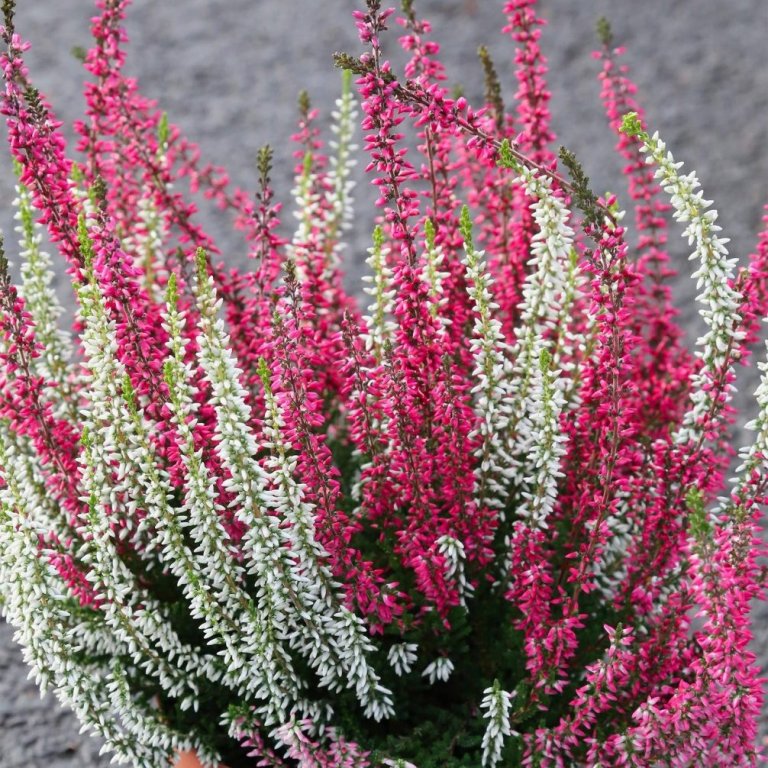 Calluna twin girls - dökkbleik og hvít