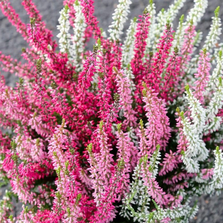 Calluna trio - dökkbleik, ljósbleik og hvít