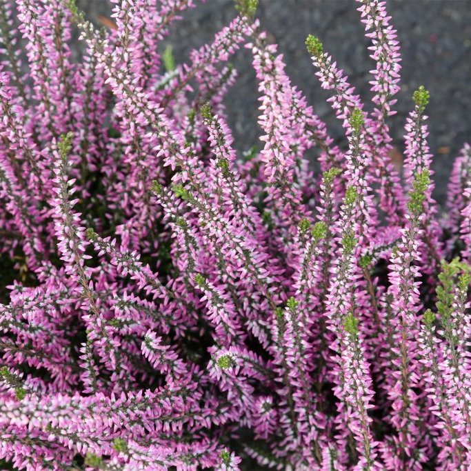 Calluna - ljósfjólublá