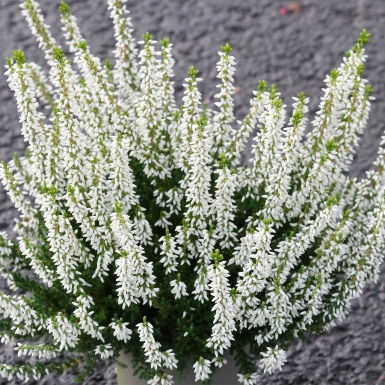 Calluna - hvít
