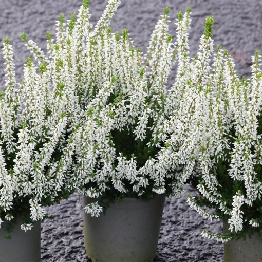 Calluna - hvít, 2. stk