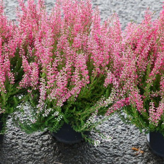 Calluna - dökkbleik, 2. stk.