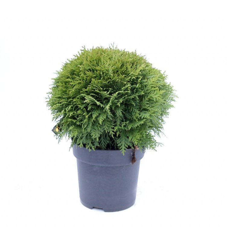 Kanadalífviður ´Danica´