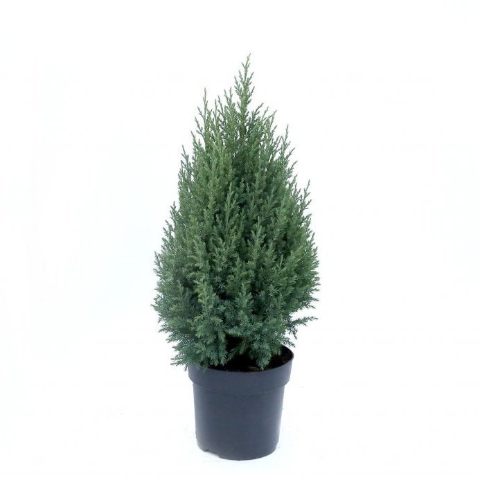 Kínaeinir ´Stricta´