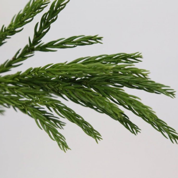 Sígrænt búnt - Cryptomeria