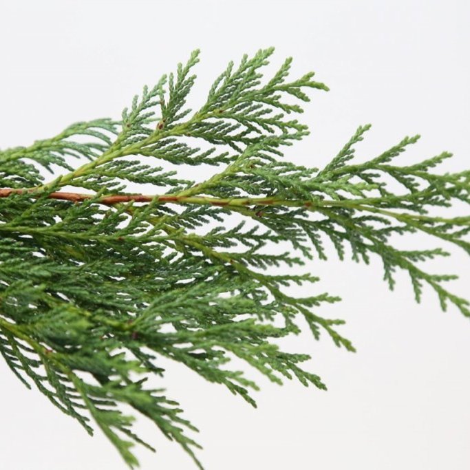 Sígrænt búnt - Cypress