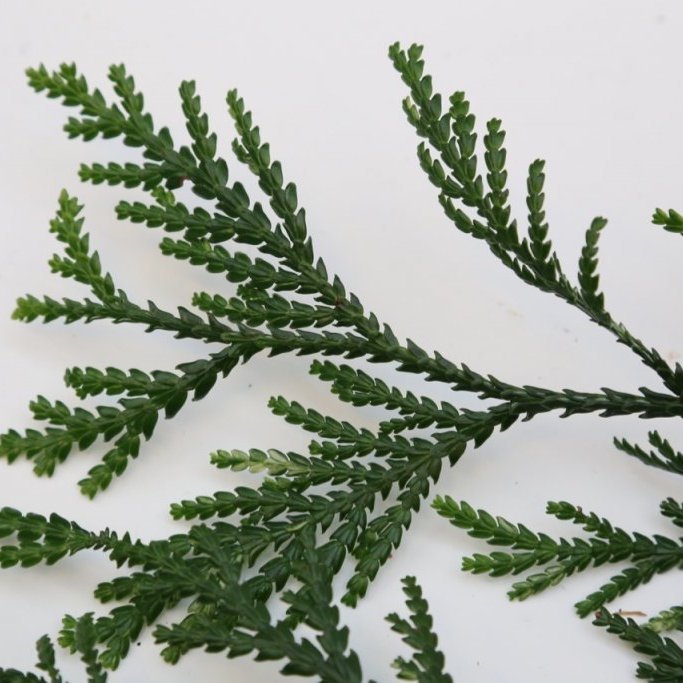 Sígrænt búnt - Thujopsis dolebrata