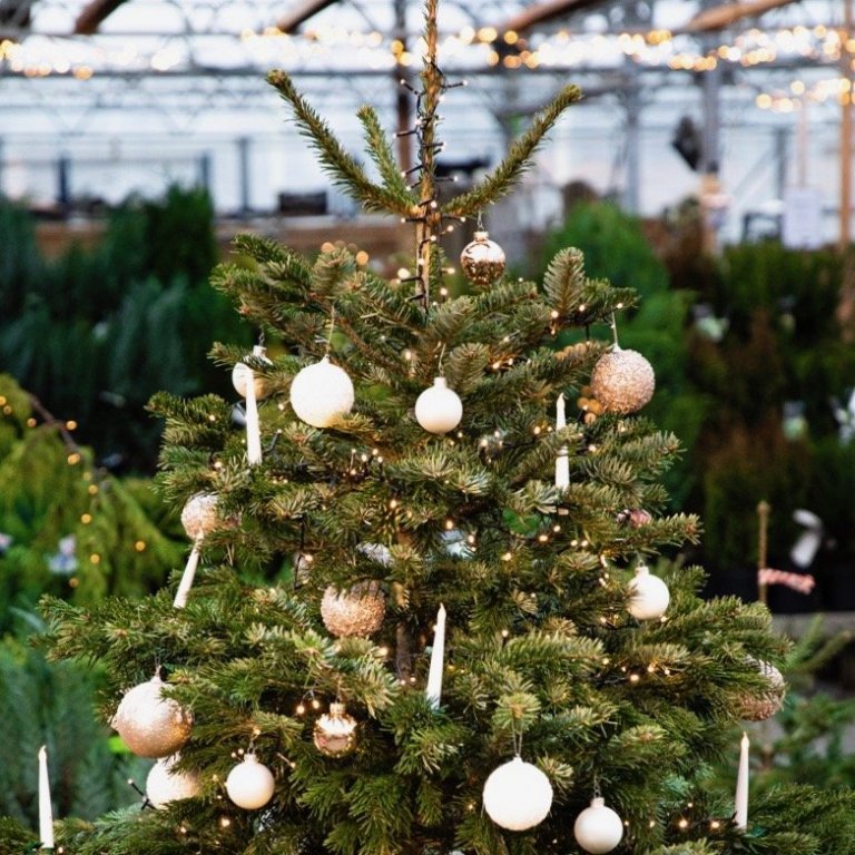 Lærðu að skreyta og meðhöndla jólatréð