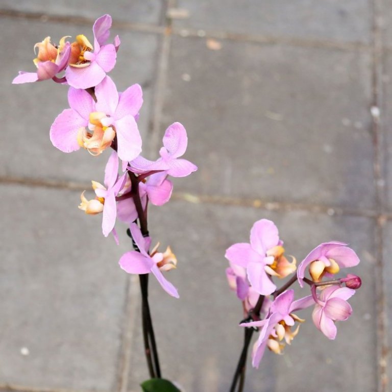 Orkidea 2 stönglar - bleik