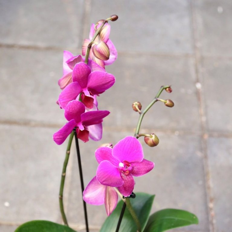 Orkidea 2 stönglar - dökkbleik