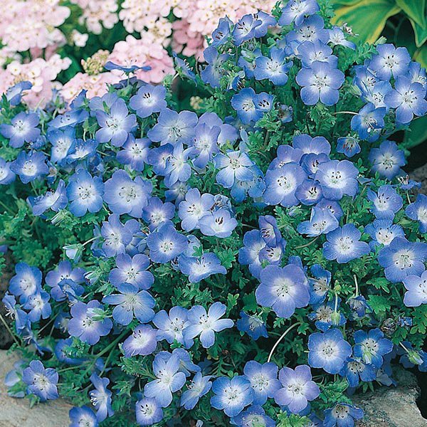 Nemophila-Baby Blue Eyes