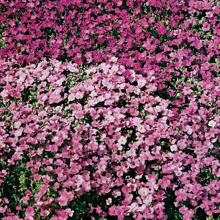 Breiðublóm - Aubrieta