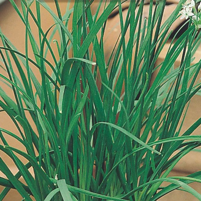 Hvítlauksgraslaukur - Garlic Chives