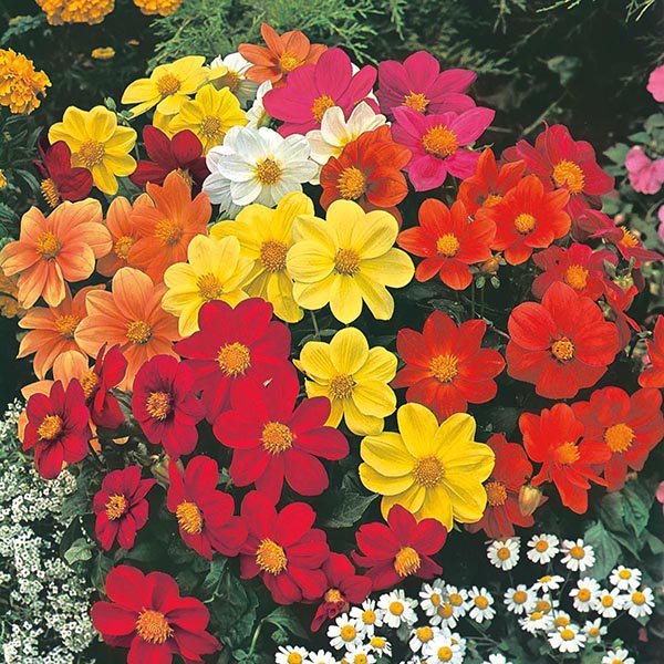 Dalía - Dahlia Mignon Mixed