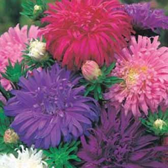 Sumarstjarna - Aster Ostrich Plume Mixed