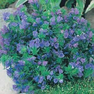 Echium - Blue Bedder