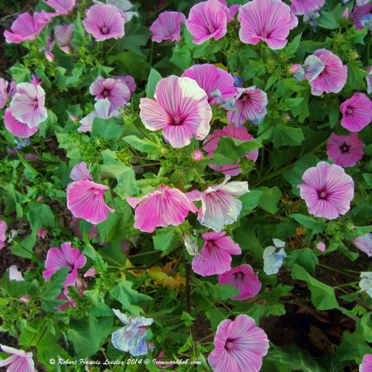 Lavatera - Silver Cup