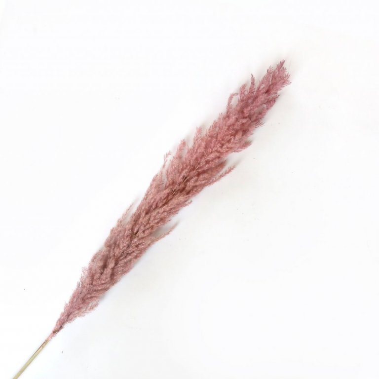 Pampas strá - bleikt