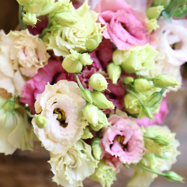 Silkivöndur - Lisianthus