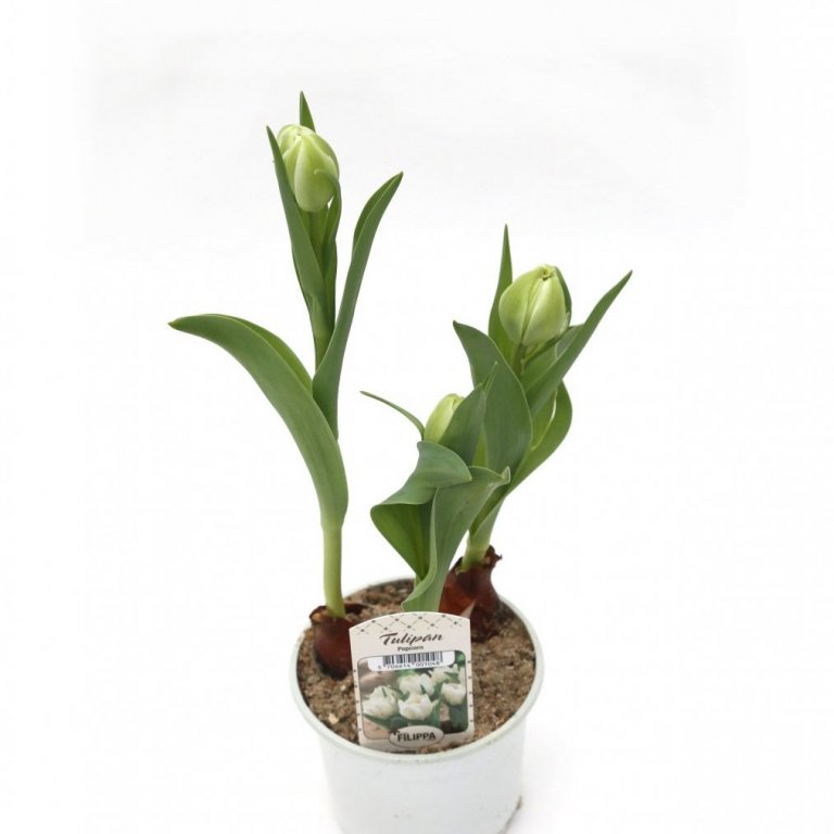 Túlípanar í potti