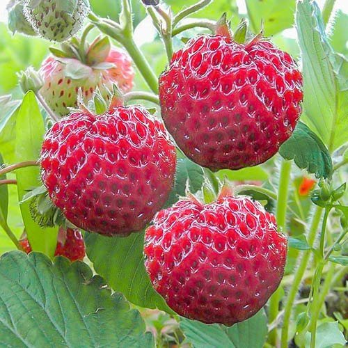 Fragaria hindberja-jarðarberjaplanta