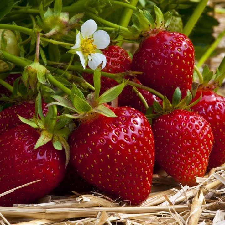 Fragaria Elvira jarðarberjaplanta