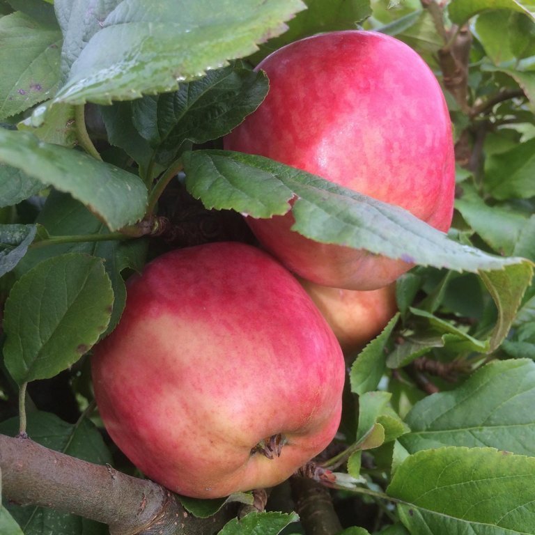 Malus domestica - Rød Ananas