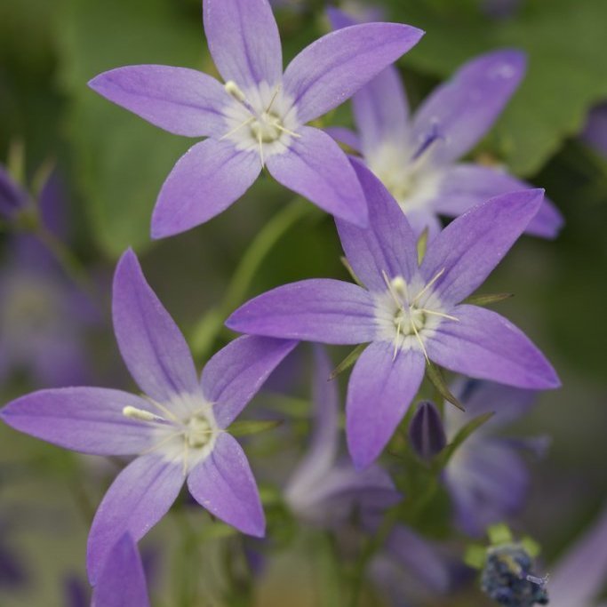 Betlehemstjarna - hengi