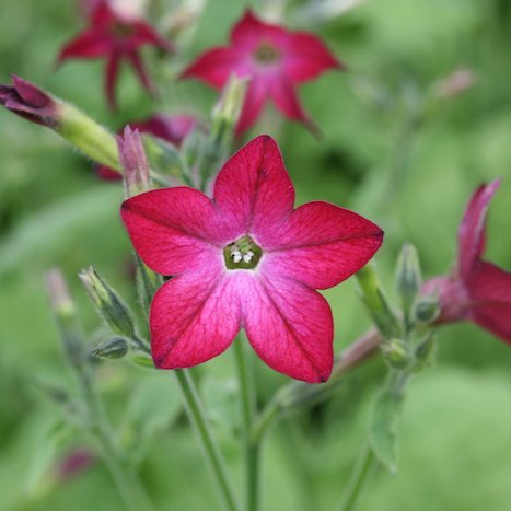 Blómatóbak - Nikotiana