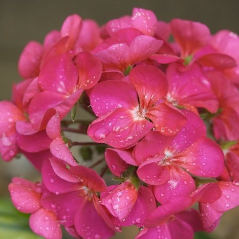 Mánabrúður - Pelargónía